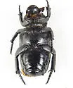 Cremastocheilus angularis - photo 5