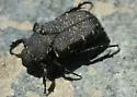 Cremastocheilus armatus - photo 3