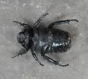 Cremastocheilus armatus - photo 4