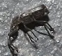Cremastocheilus beameri - photo 2