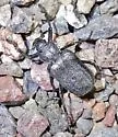 Cremastocheilus beameri - photo 4