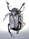 Cremastocheilus beameri - photo 5