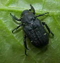 Cremastocheilus canaliculatus - photo 2