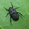 Cremastocheilus canaliculatus - photo 3