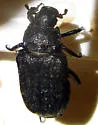 Cremastocheilus canaliculatus - photo 4