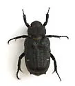 Cremastocheilus canaliculatus - photo 5