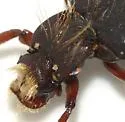 Cremastocheilus constricticollis - photo 2