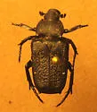 Cremastocheilus crinitus