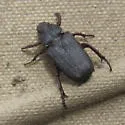 Cremastocheilus crinitus - photo 2