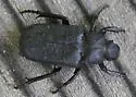 Cremastocheilus crinitus - photo 4