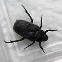 Cremastocheilus crinitus - photo 5