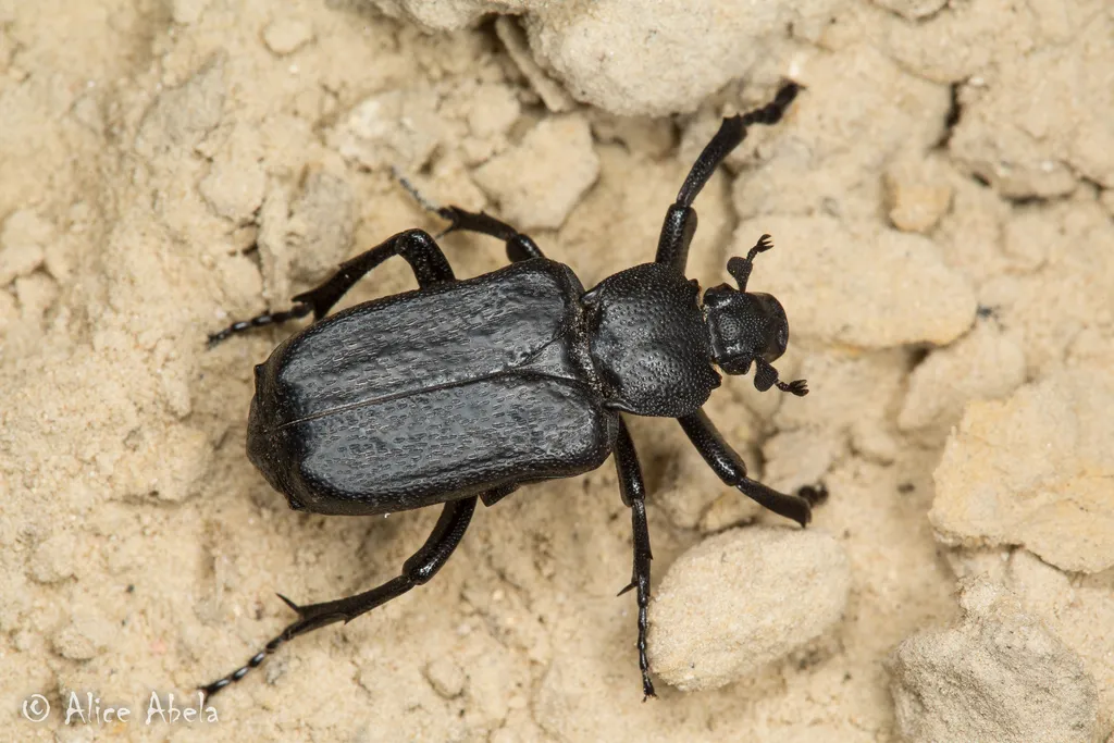 Cremastocheilus depressus - photo 2