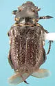 Cremastocheilus harrisii - Cremastocheilus harrisii