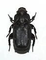 Cremastocheilus hirsutus - Cremastocheilus hirsutus
