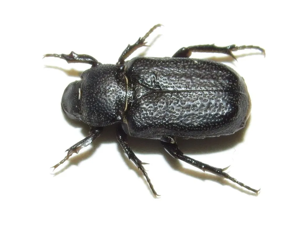 Cremastocheilus knochii - photo 2