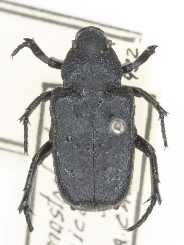 Cremastocheilus mexicanus - photo 2