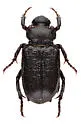 Cremastocheilus nitens - Cremastocheilus nitens