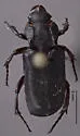 Cremastocheilus opaculus - Cremastocheilus opaculus