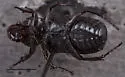 Cremastocheilus opaculus - photo 2