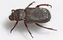 Cremastocheilus opaculus - photo 3