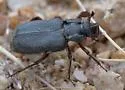 Cremastocheilus opaculus - photo 5