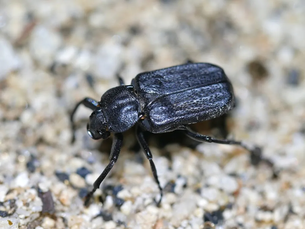 Cremastocheilus planatus - photo 2