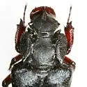 Cremastocheilus planipes - photo 3