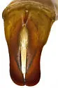 Cremastocheilus planipes - photo 4