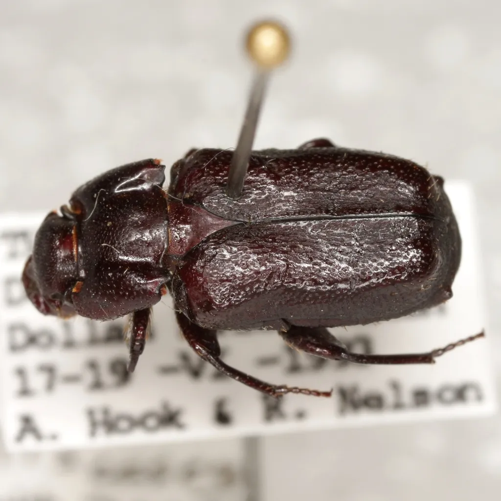 Cremastocheilus quadricollis - photo 2
