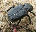 Cremastocheilus retractus - Cremastocheilus retractus