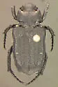 Cremastocheilus retractus - photo 2