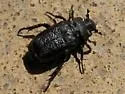 Cremastocheilus retractus - photo 3