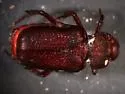 Cremastocheilus retractus - photo 4