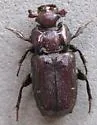 Cremastocheilus saucius - Cremastocheilus saucius