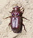 Cremastocheilus saucius - photo 2