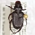 Cremastocheilus spinifer - Cremastocheilus spinifer