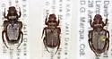 Cremastocheilus spinifer - photo 2