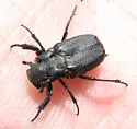 Cremastocheilus wheeleri - photo 4