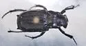 Cremastocheilus wheeleri - photo 5