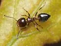Crematogaster ashmeadi