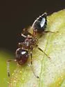 Crematogaster ashmeadi - photo 2