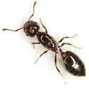 Crematogaster ashmeadi - photo 3