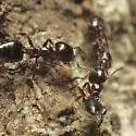 Crematogaster ashmeadi - photo 4