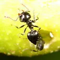 Crematogaster ashmeadi - photo 5