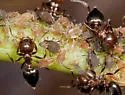 Crematogaster cerasi