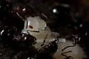 Crematogaster cerasi - photo 2