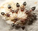 Crematogaster cerasi - photo 3