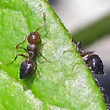 Crematogaster cerasi - photo 4