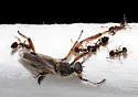 Crematogaster cerasi - photo 5