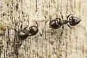 Crematogaster crinosa
